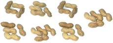 Erdnüsse-7x4.jpg